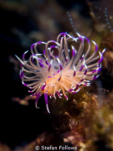 Slug Life

Nudibranch - Unidentia angelvaldesi

Samra... by Stefan Follows 
